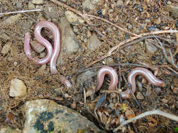 Xerotyphlops Hedges, Marion, Lipp, Marin & Vidal 2014 resmi