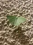 Image of small emerald moth