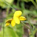 Image of Argyrolobium rotundifolium