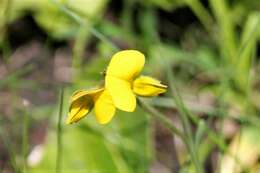 Image of Argyrolobium rotundifolium