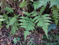 Image de Athyrium wardii (Hook.) Mak.