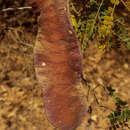 Image of Albizia arenicola R. Vig.