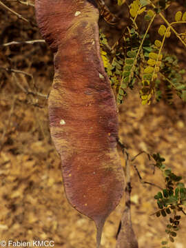 Слика од Albizia arenicola R. Vig.