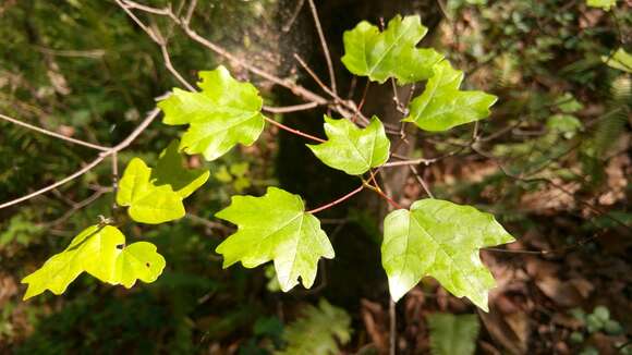 Image of Canyon Maple