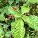 Image of Pilea aquarum Dunn