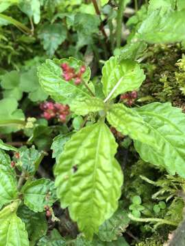 Image of Pilea aquarum Dunn