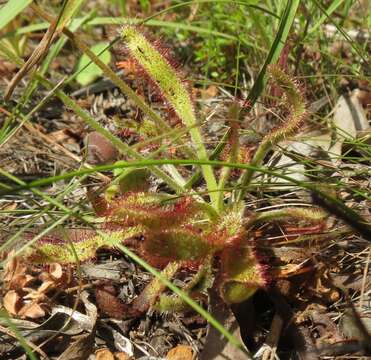 Image of Drosera hilaris Cham. & Schlechtd.