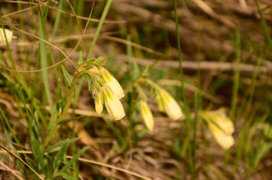 Image of Onosma simplicissima