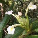 Image of Pleated ginger