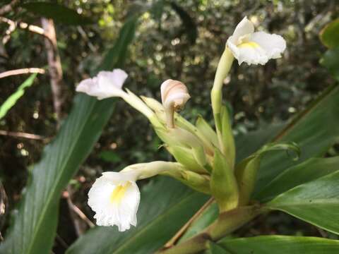 Image of Pleated ginger