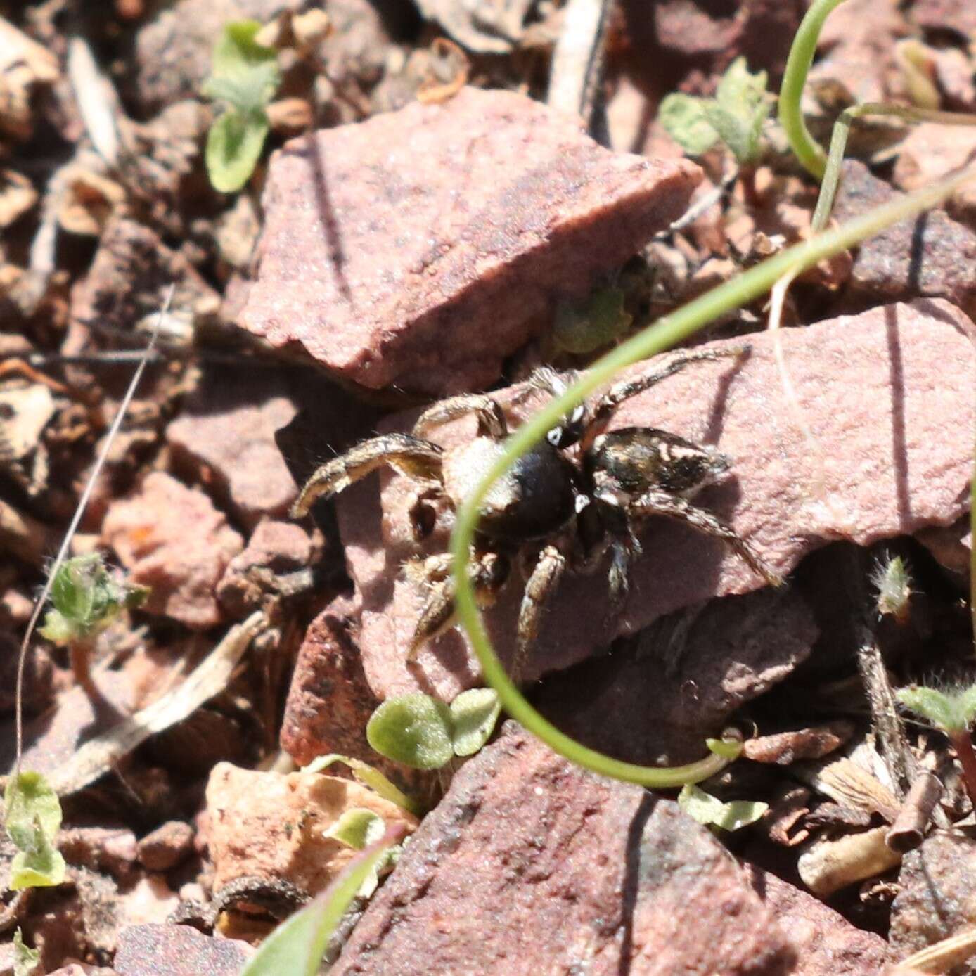 Image of Habronattus schlingeri (Griswold 1979)