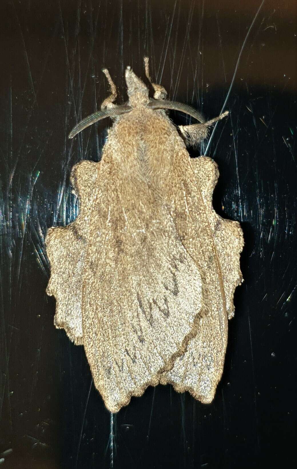 Image of Rhinobombyx cuneata Aurivillius 1879