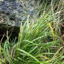 Image of Carex ventosa C. B. Clarke