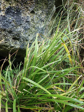 Carex ventosa C. B. Clarke resmi