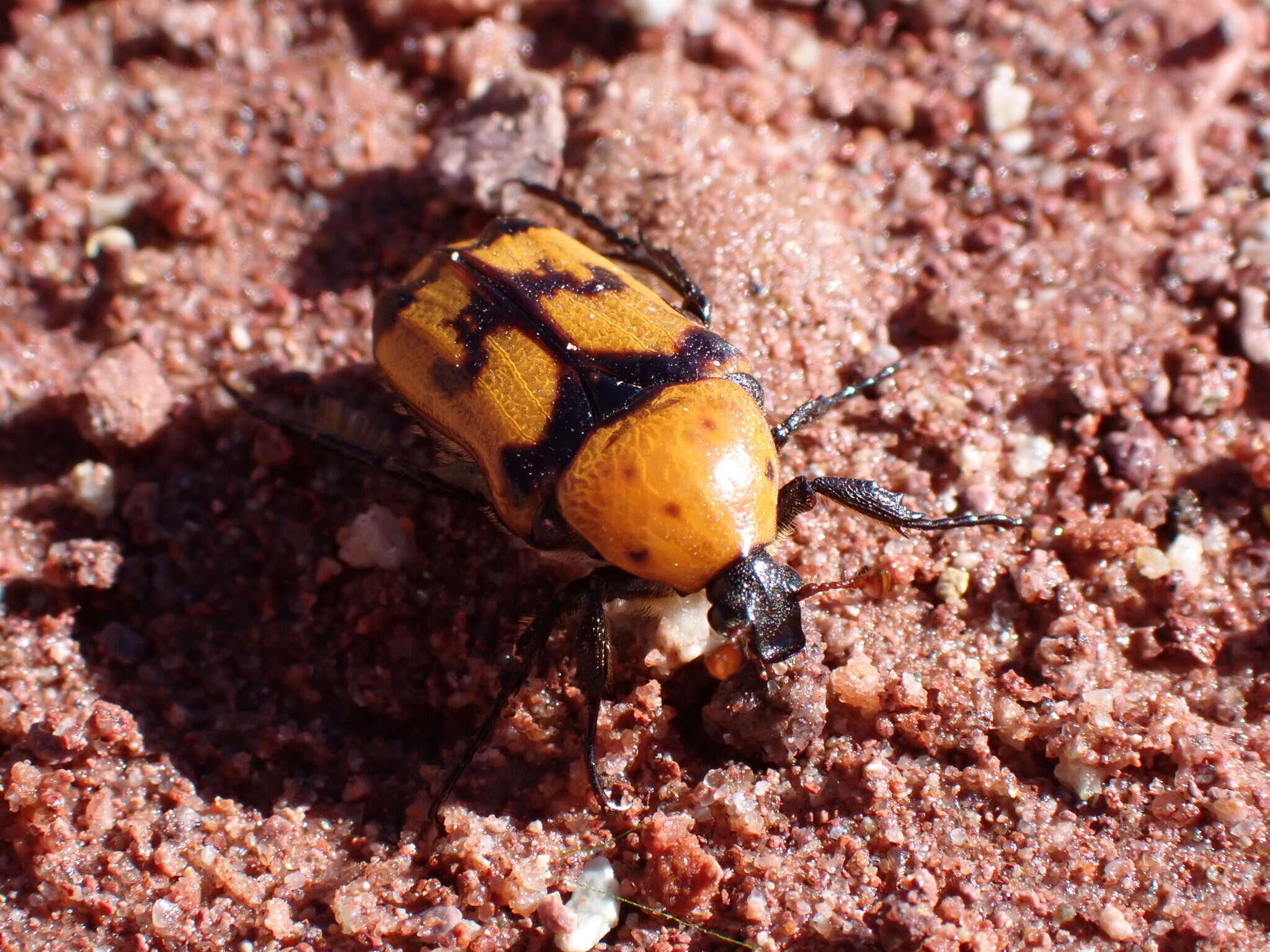 Image of Euphoria fascifera (Le Conte 1861)