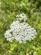 صورة Achillea millefolium var. borealis (Bong.) Farw.