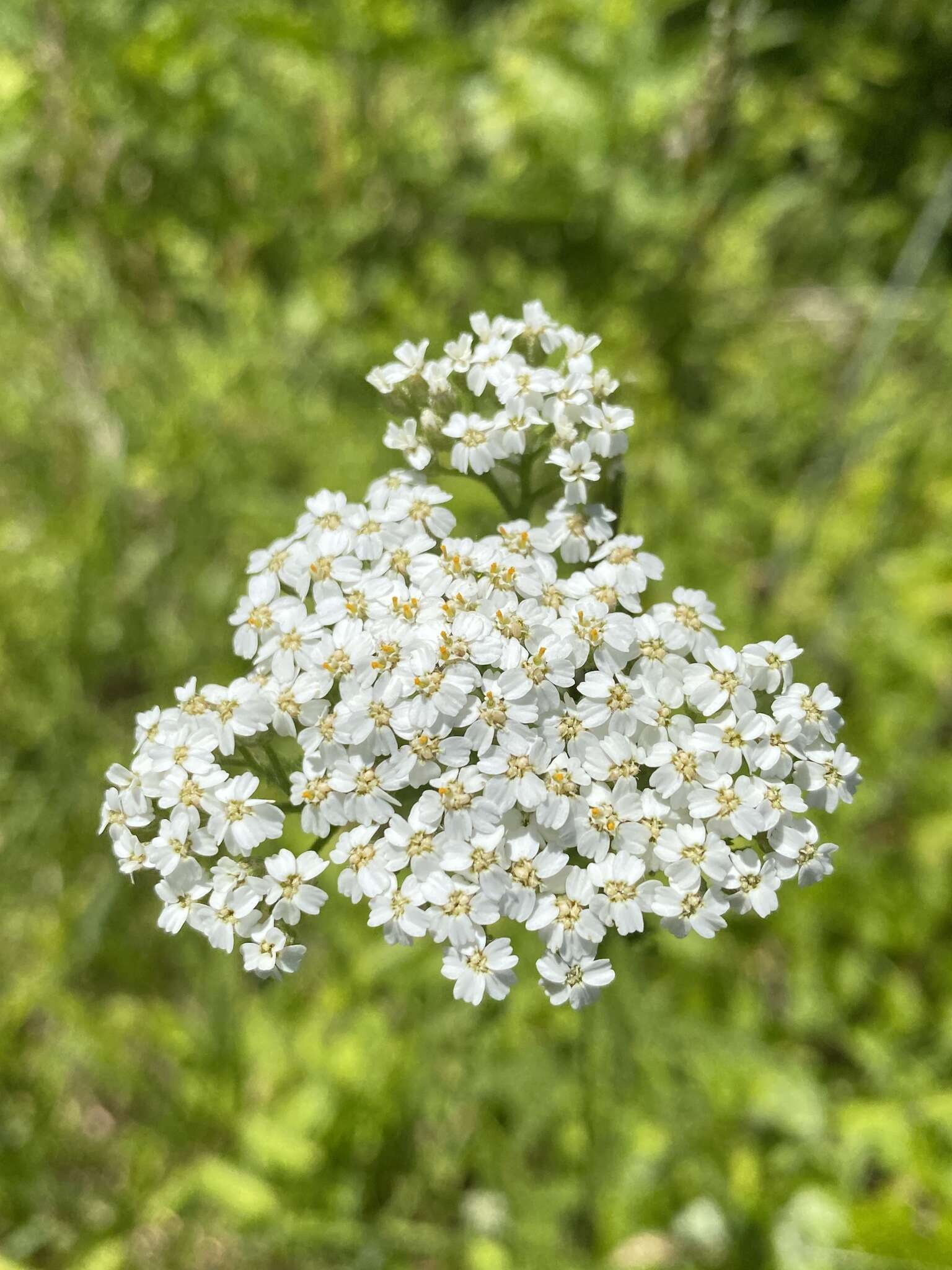 Achillea millefolium var. borealis (Bong.) Farw.的圖片