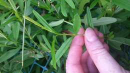 Image of shrubby St. Johnswort