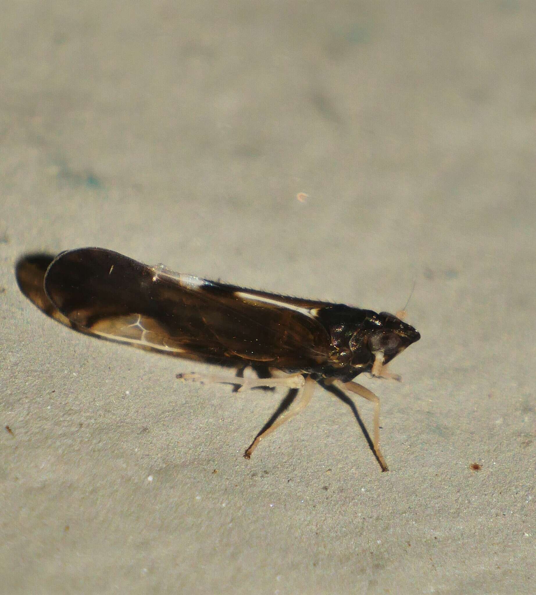 Image of Plant hopper