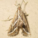 Grammiphlebia striata Druce 1902 resmi