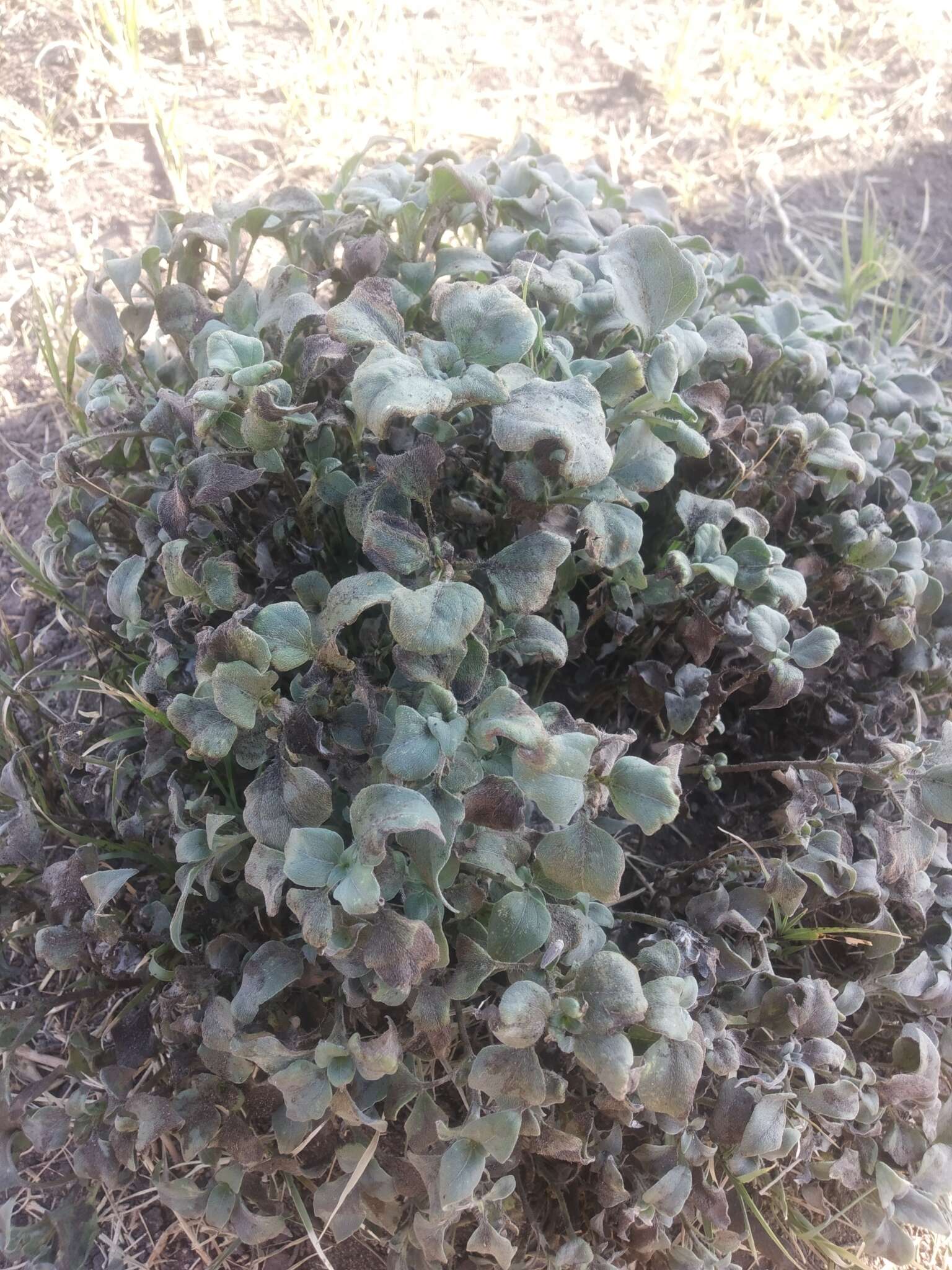 Image of silver ponysfoot