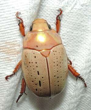 Image of Anoplognathus pallidicollis Blanchard 1850