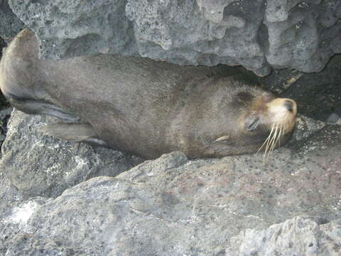 Image of Galapagos Fur Seal