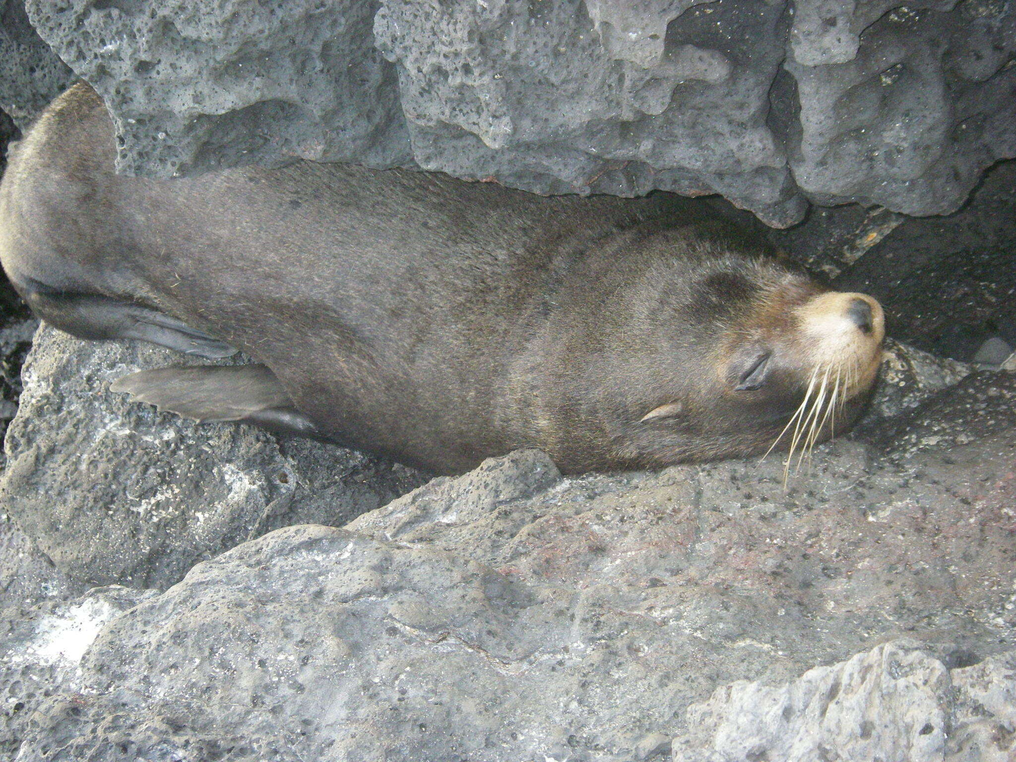 Image de Arctocéphale des Galapagos