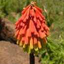 Image of Kniphofia rigidifolia E. A. Bruce