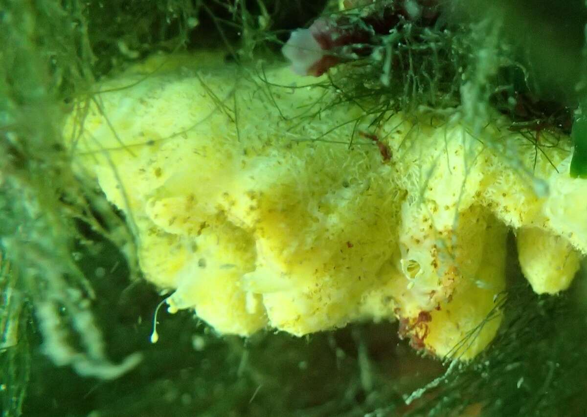 Image of crumpled duster sponge