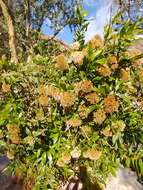 Image of <i>Eupatorium dodonaeifolium</i> DC.