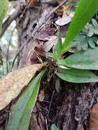 Image of spotted mule-ear orchid