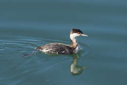 Image of Podiceps Latham 1787