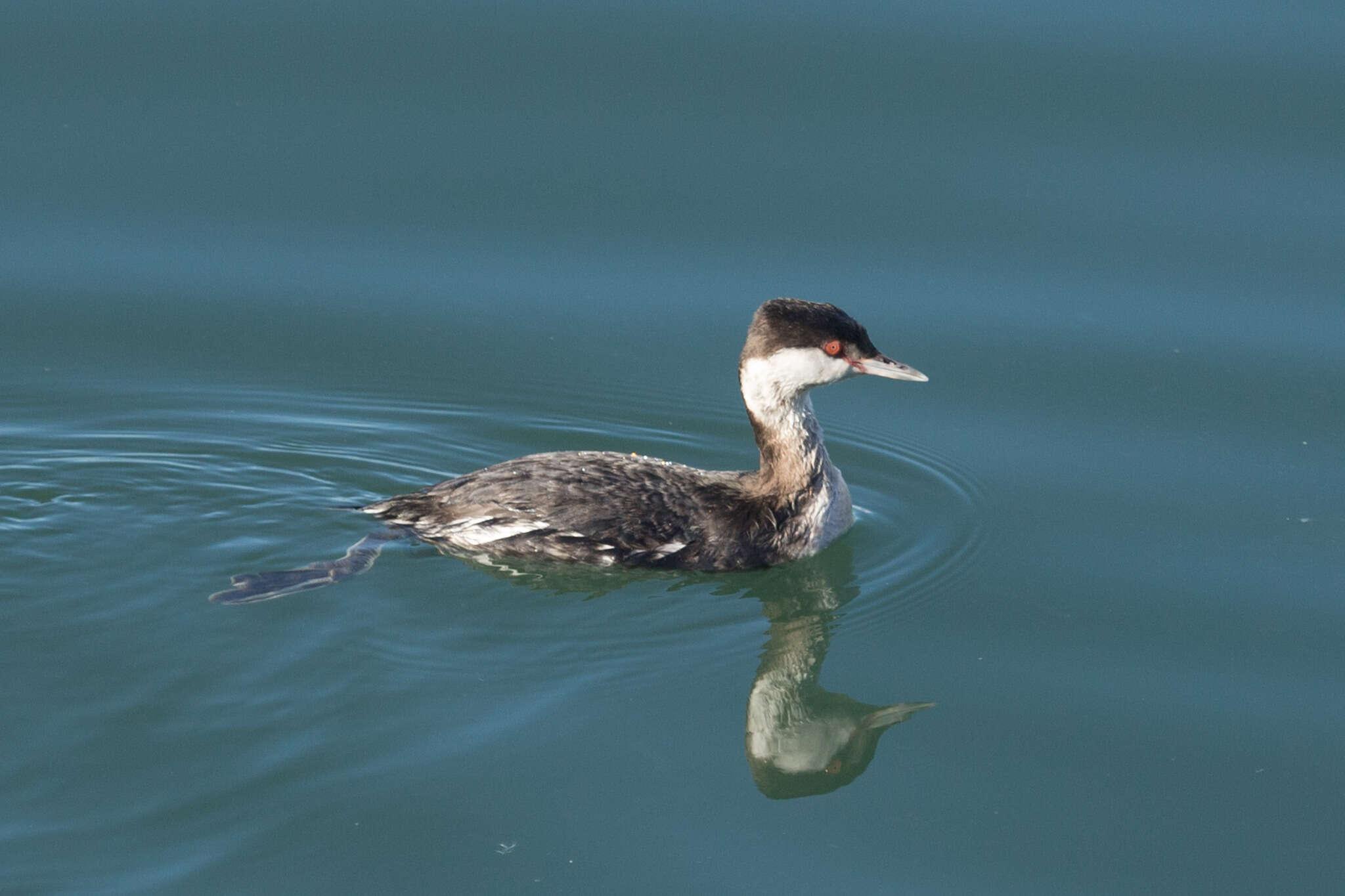 Image of Podiceps Latham 1787