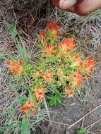 Image of Castilleja moranensis Kunth