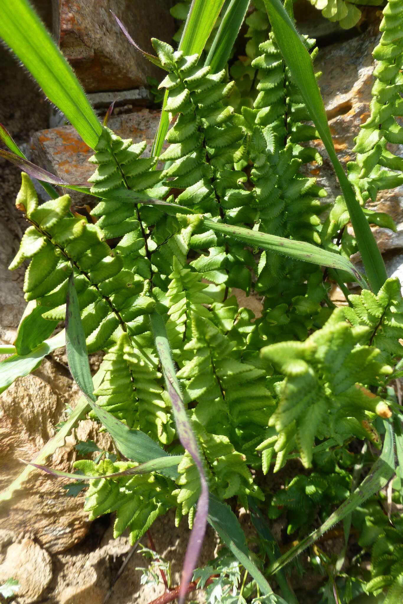 Imagem de Cheilanthes hastata (L. fil.) Kunze