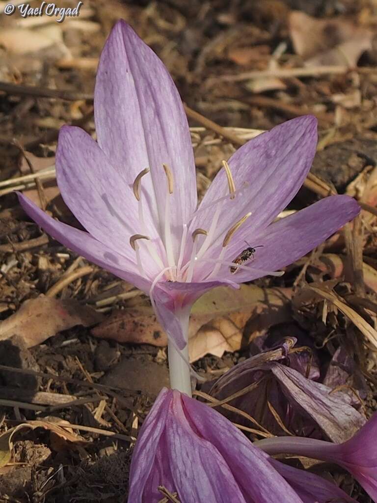 Imagem de Lasioglossum pseudosphecodimorphum (Blüthgen 1923)