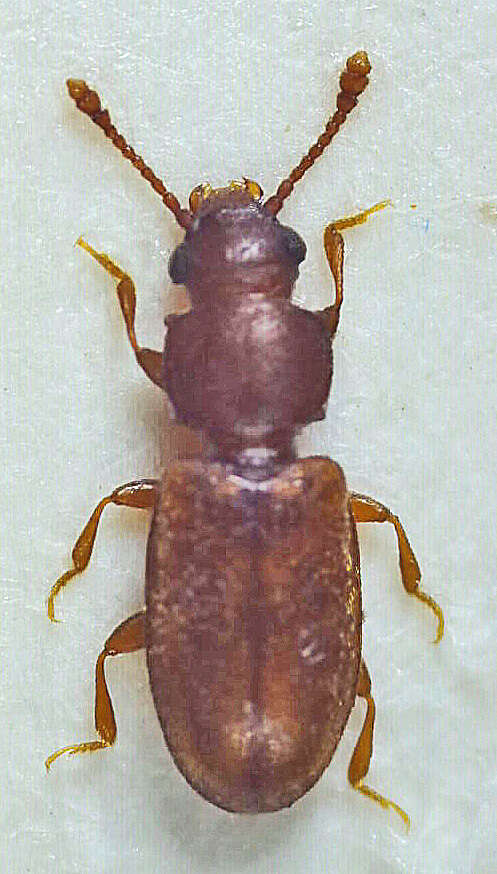 Image of Foreign Grain Beetle