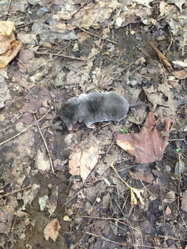 Image of American short-tailed shrew