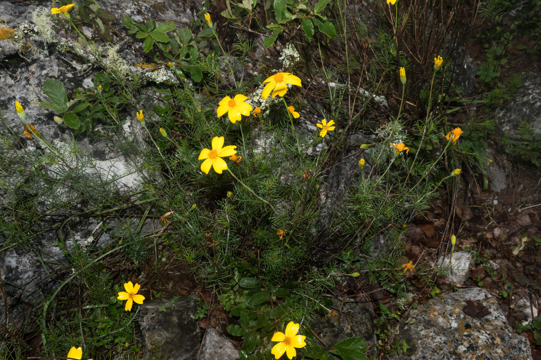 Tagetes linifolia Seaton resmi