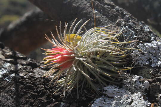 Imagem de Tillandsia atroviridipetala Matuda