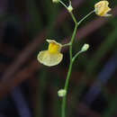 Image of Utricularia hispida Lam.