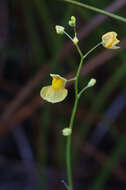 Image of Utricularia hispida Lam.