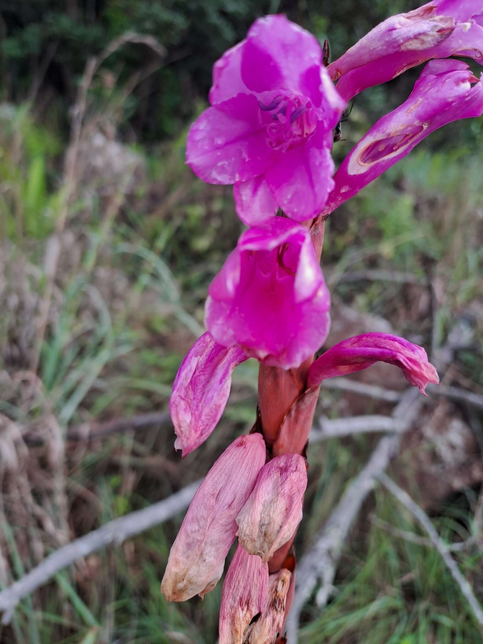 Imagem de Watsonia pulchra N. E. Br. ex Goldblatt