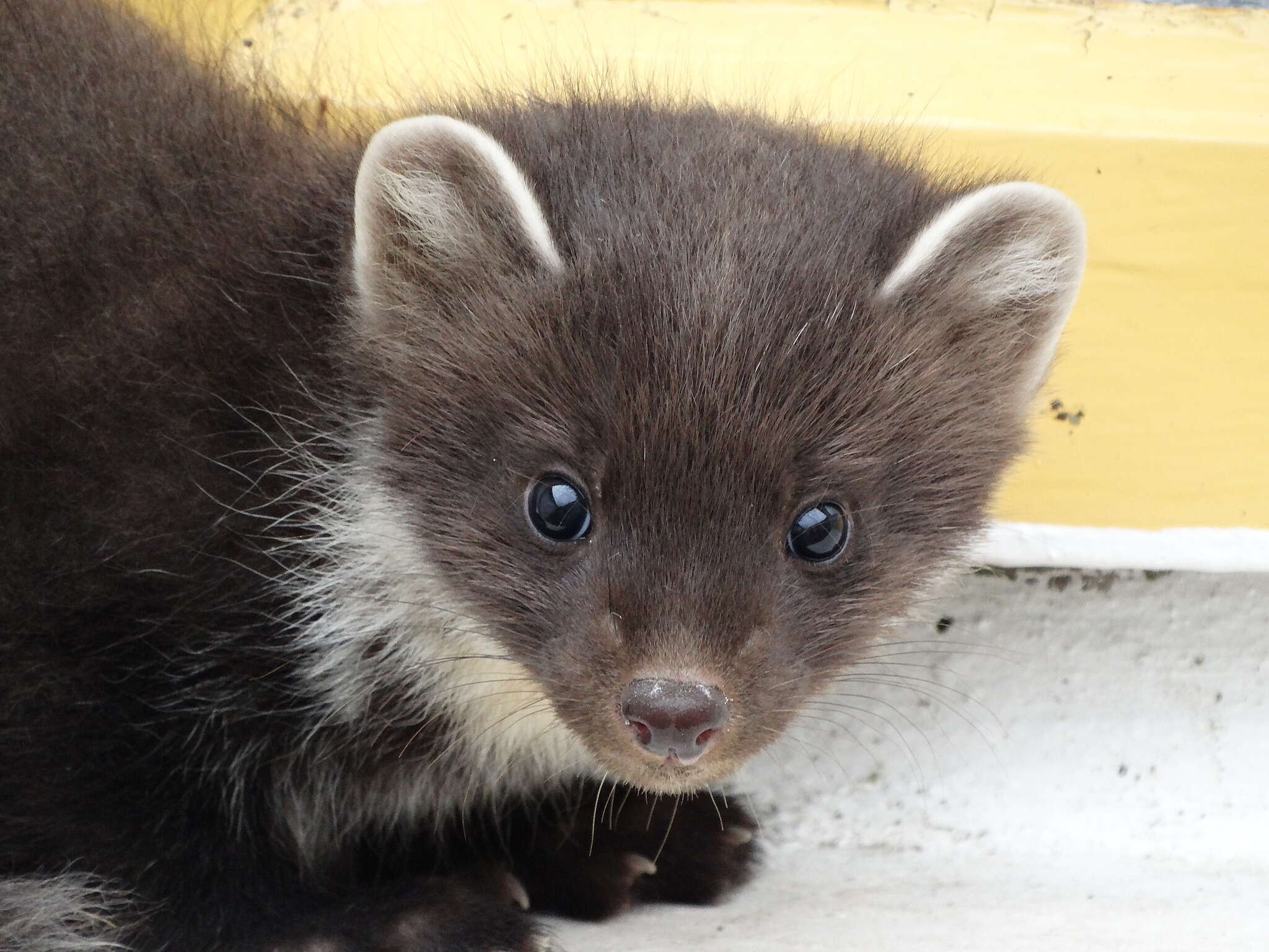 Image of European Pine Marten