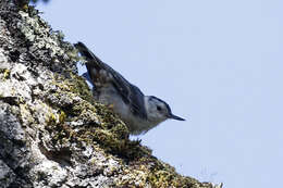 Imagem de Sitta carolinensis aculeata Cassin 1856