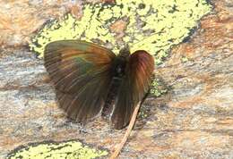 Image of Swiss Brassy Ringlet