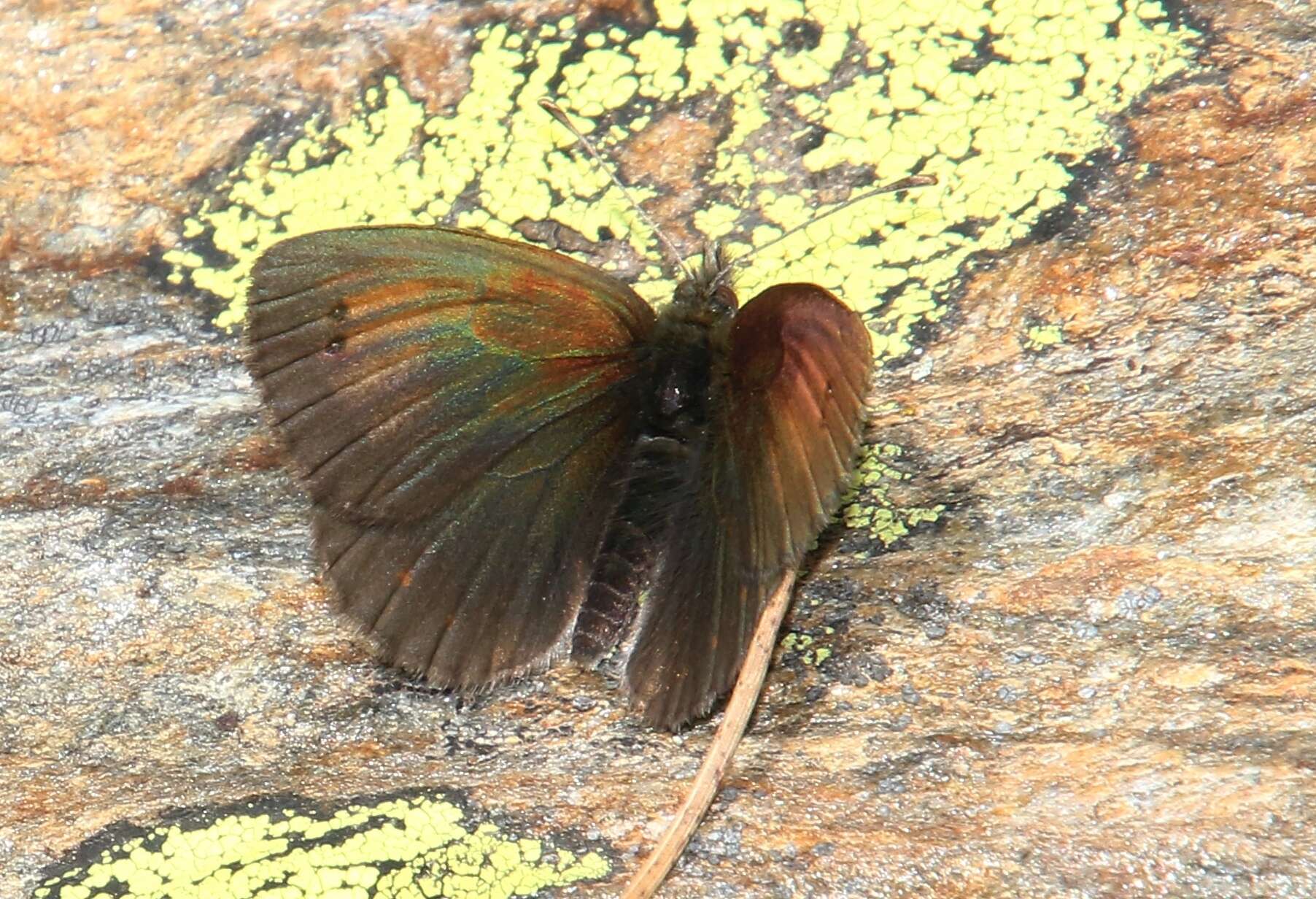 Image of Swiss Brassy Ringlet