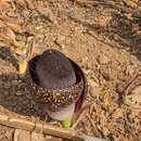 Image of Amorphophallus aphyllus (Hook.) Hutch.