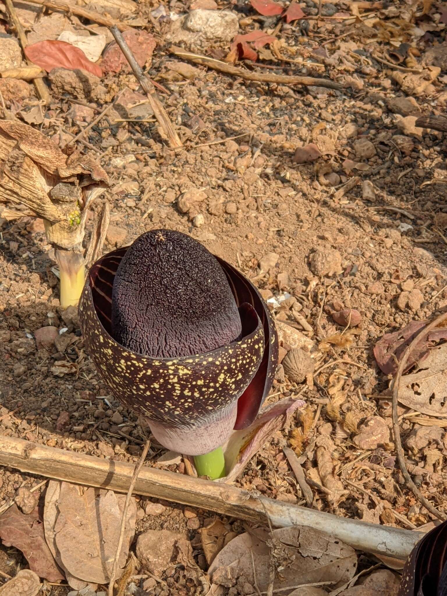 Image of Amorphophallus aphyllus (Hook.) Hutch.